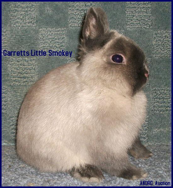GarrettsLittleSmokeyUpdated.jpg